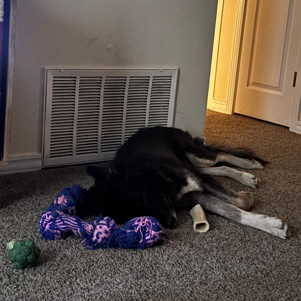 Govnah, Adoptable, Senior Male Shepherd & Mixed Breed.