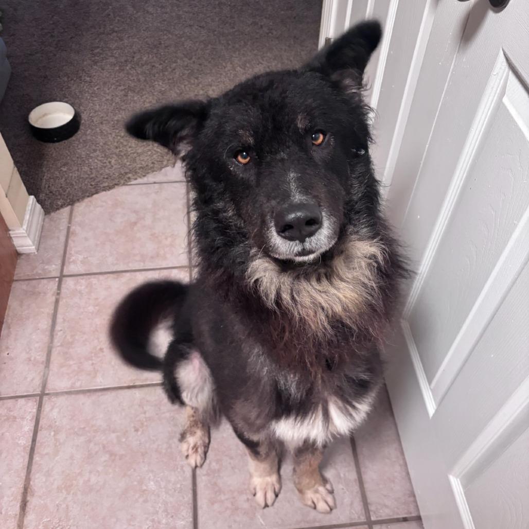 Govnah, Adoptable, Senior Male Shepherd & Mixed Breed.