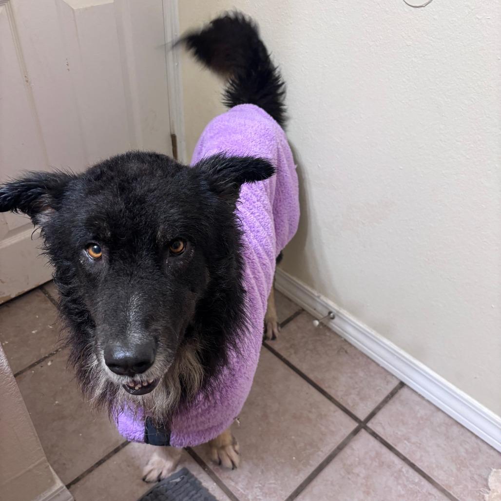 Enlarge Govnah, a Adoptable mixed breed in Fayetteville, AR image 4/6