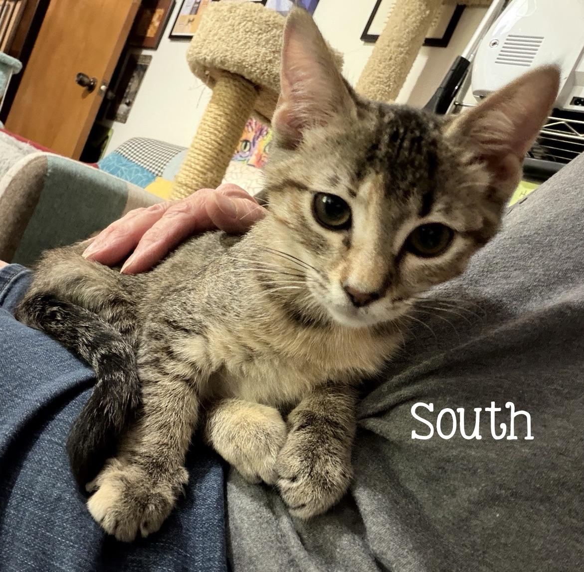 Enlarge South...choose South for warm cuddles and big adventures, a Adoptable Domestic Short Hair in Murfreesboro, TN image 2/5