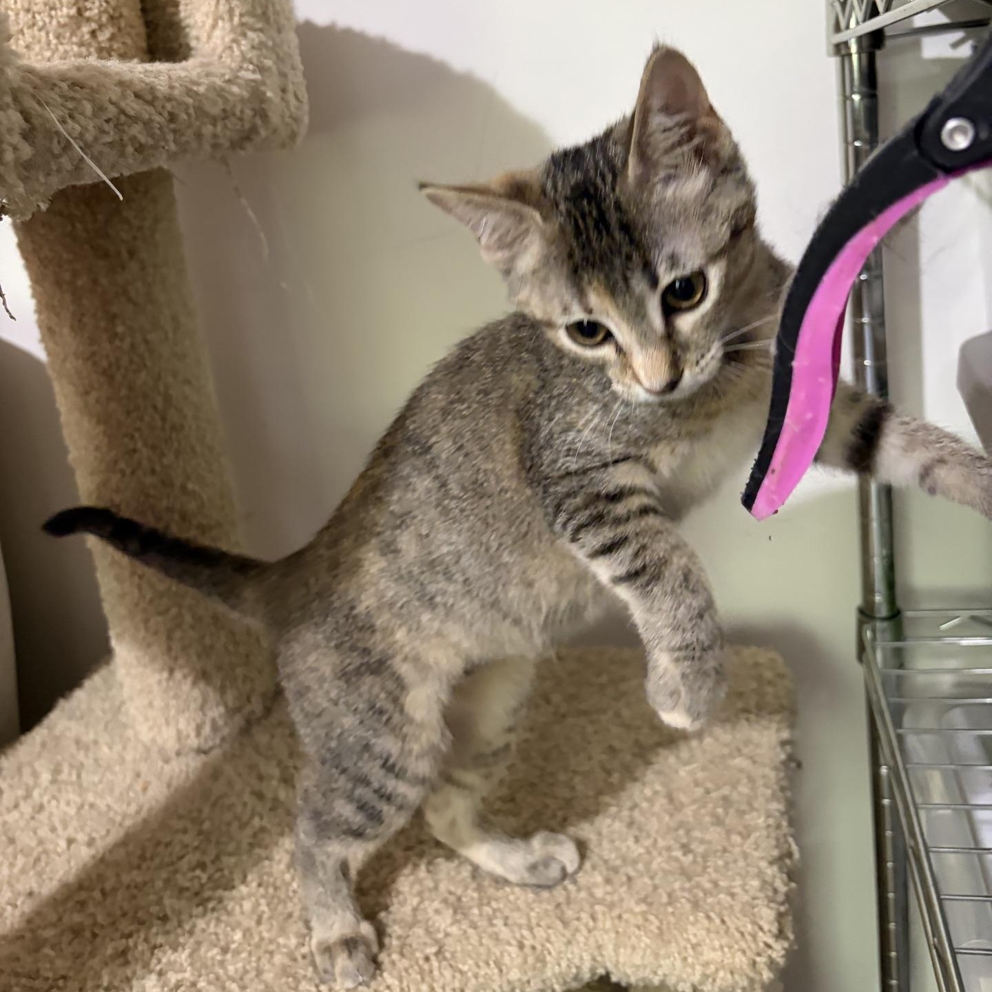 Enlarge South...choose South for warm cuddles and big adventures, a Adoptable Domestic Short Hair in Murfreesboro, TN image 5/5