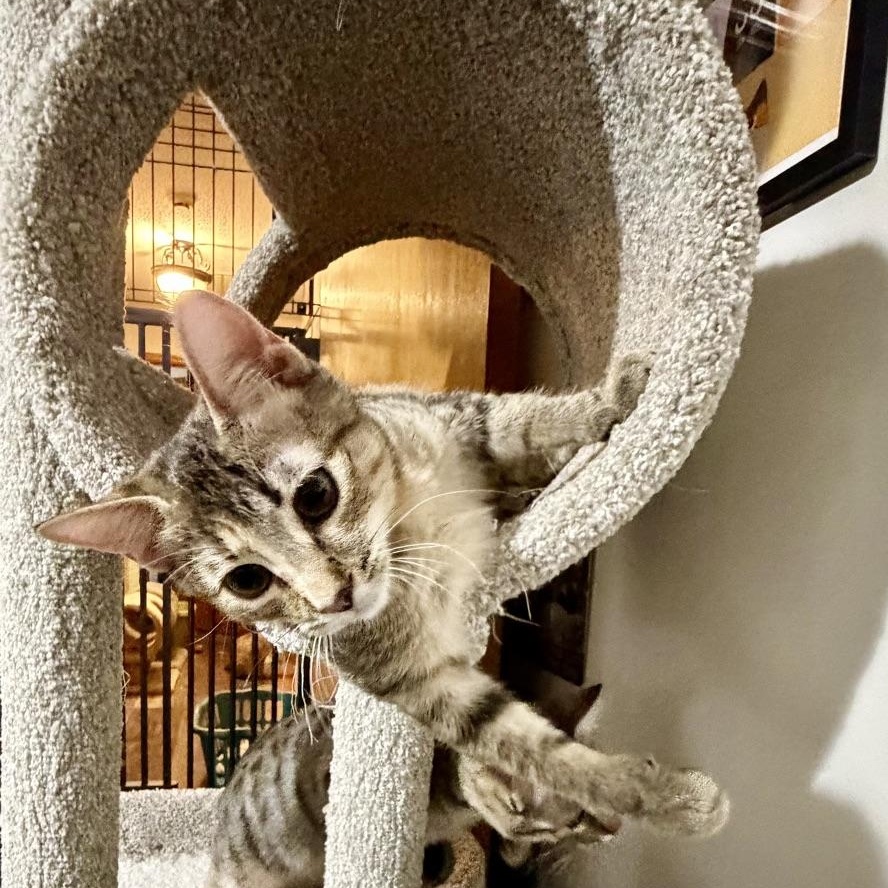 Enlarge South...choose South for warm cuddles and big adventures, a Adoptable Domestic Short Hair in Murfreesboro, TN image 3/5