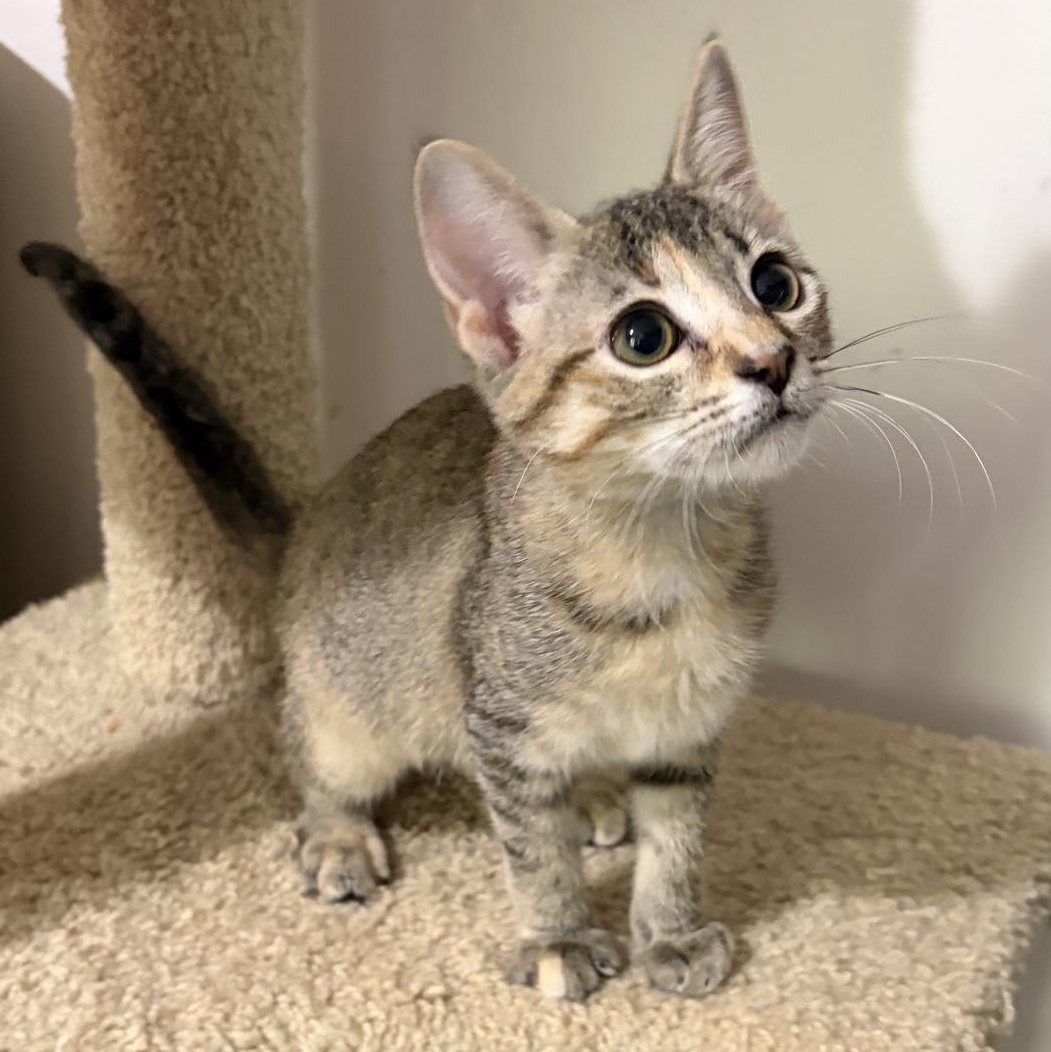 Enlarge South...choose South for warm cuddles and big adventures, a Adoptable Domestic Short Hair in Murfreesboro, TN image 4/5
