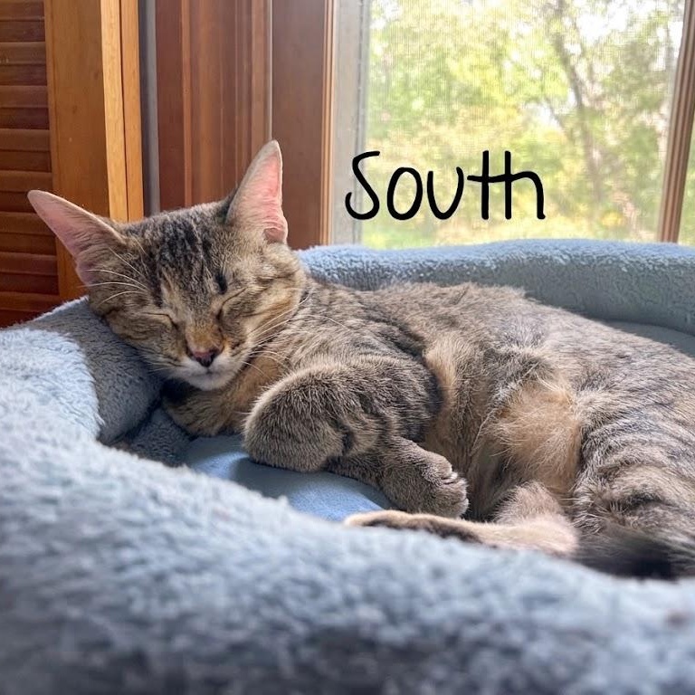 Enlarge South...choose South for warm cuddles and big adventures, a Adoptable Domestic Short Hair in Murfreesboro, TN image 1/5