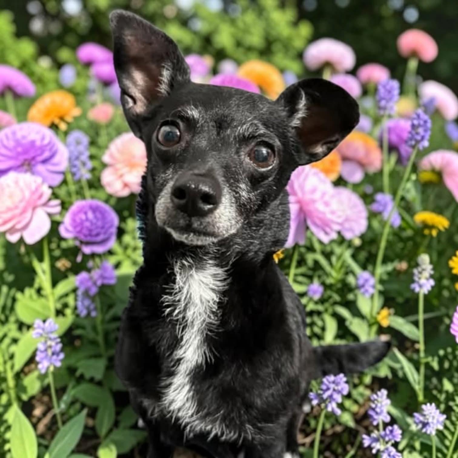 Enlarge Julep, an adopted mixed breed in Fort Worth, TX image 2/6