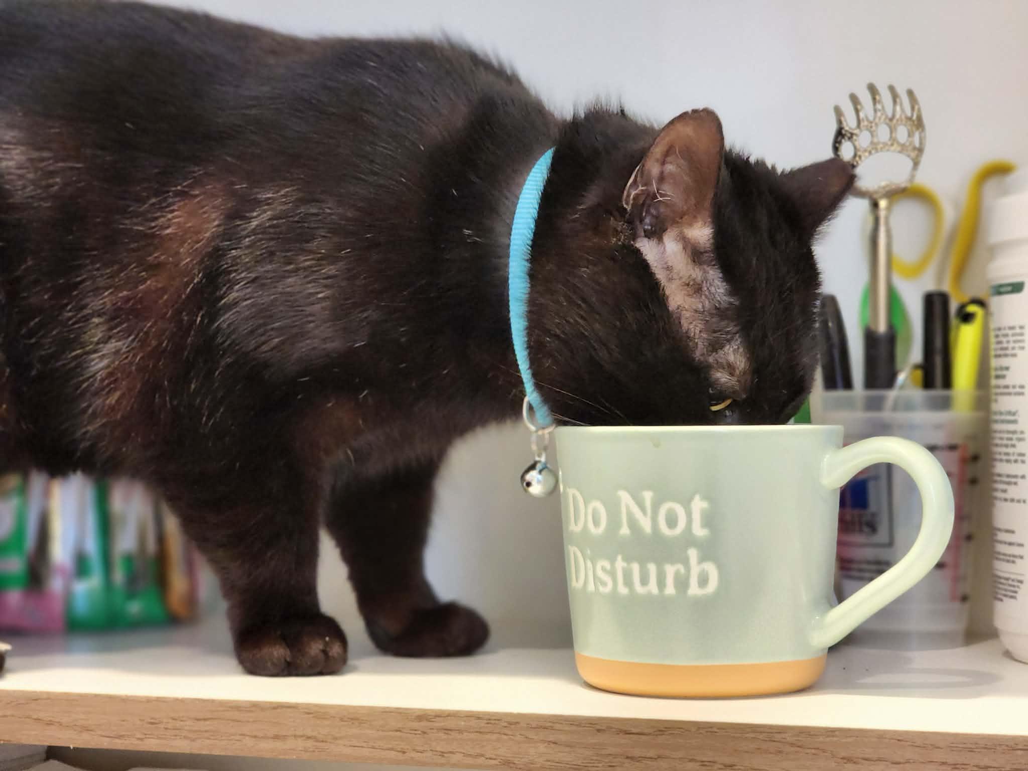 Enlarge Roll Bar of the Auto Parts (aka Rollie), a ADOPTABLE Domestic Short Hair in Sterling, VA image 3/6