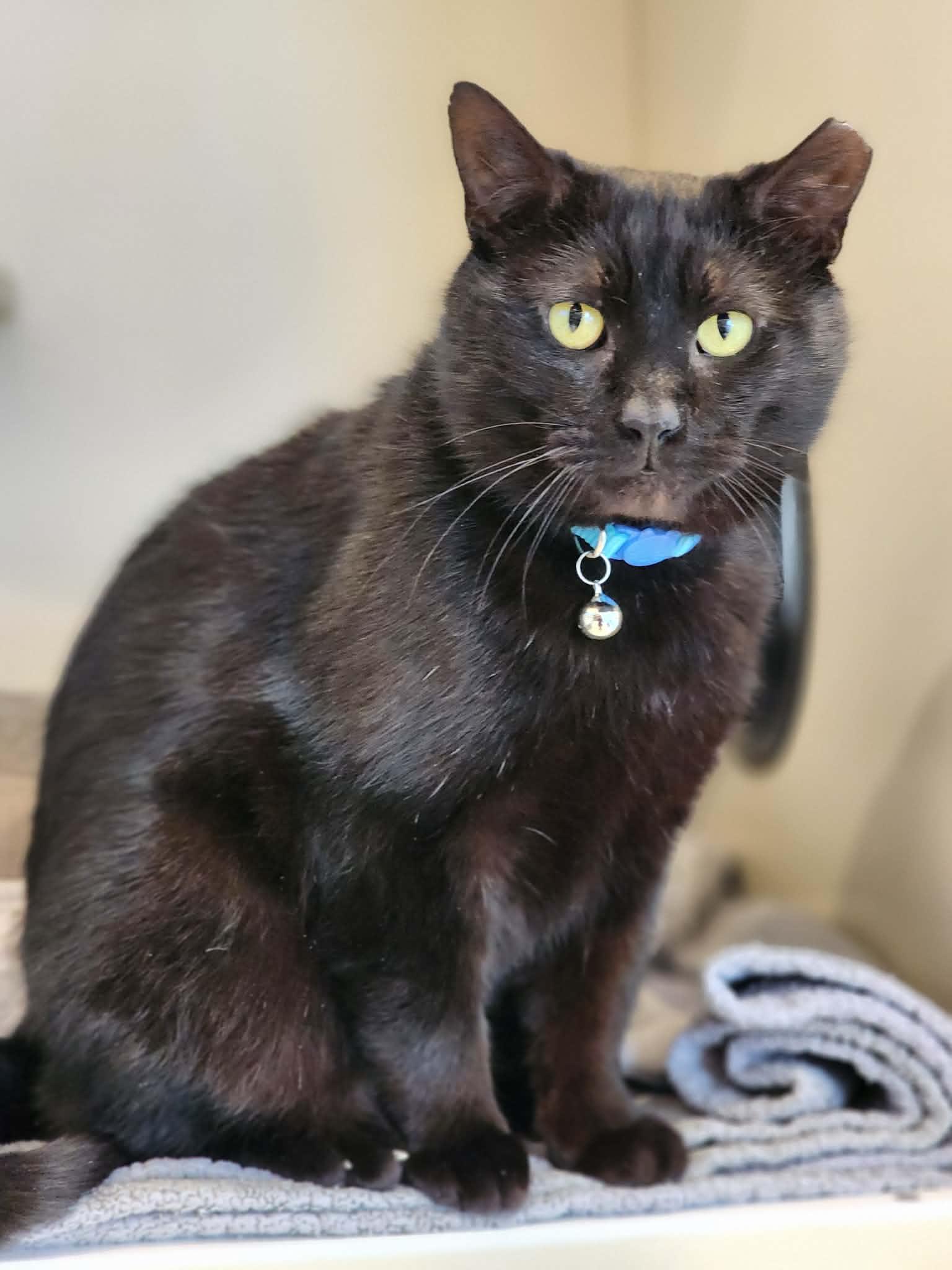 Roll Bar of the Auto Parts (aka Rollie), ADOPTABLE, Adult Male Domestic Short Hair.