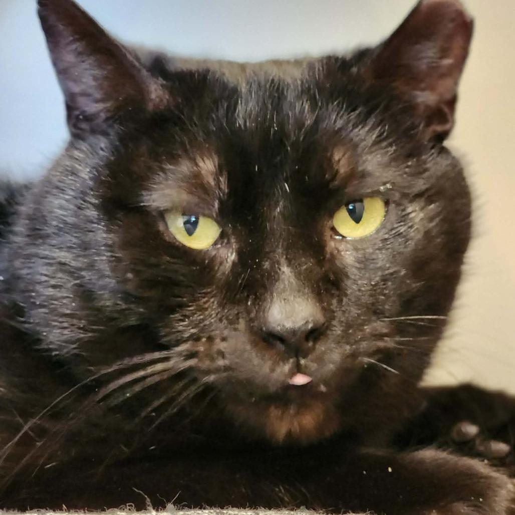 Enlarge Roll Bar of the Auto Parts (aka Rollie), a ADOPTABLE Domestic Short Hair in Sterling, VA image 2/6