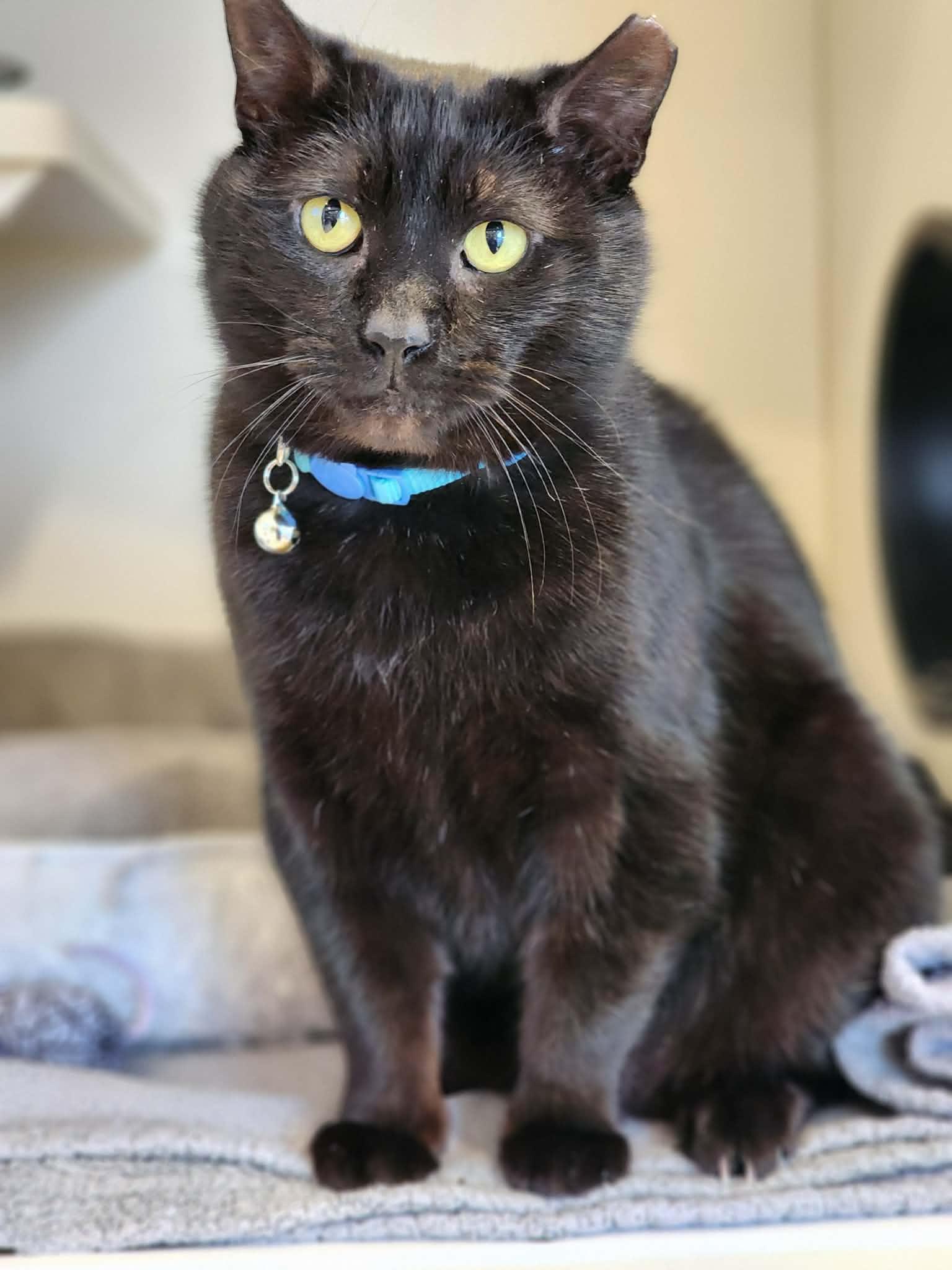 Enlarge Roll Bar of the Auto Parts (aka Rollie), a ADOPTABLE Domestic Short Hair in Sterling, VA image 5/6