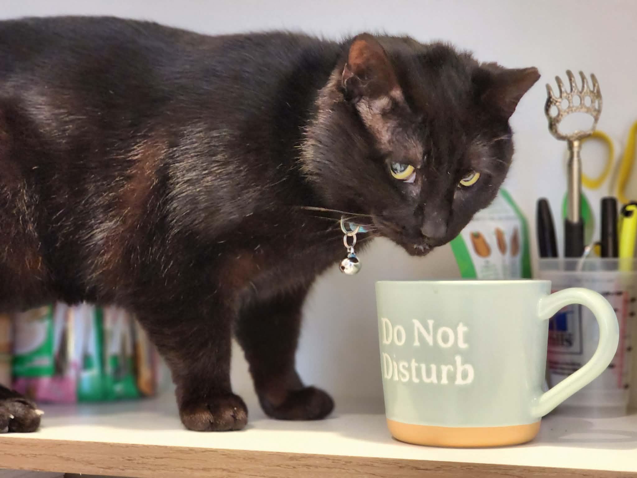 Enlarge Roll Bar of the Auto Parts (aka Rollie), a ADOPTABLE Domestic Short Hair in Sterling, VA image 4/6