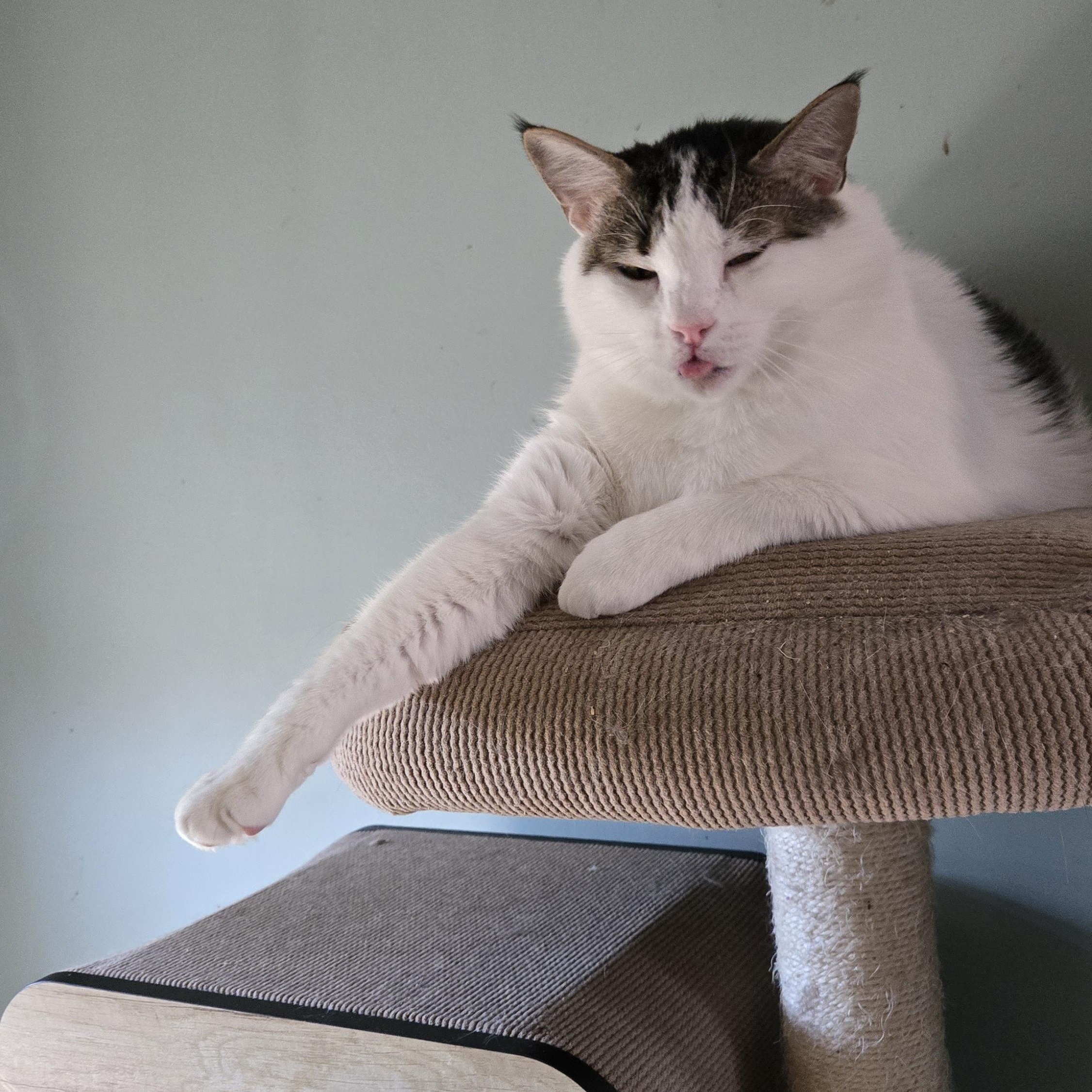 Enlarge Floki & Ragnar, a Adoptable American Shorthair in lexington, SC image 1/4