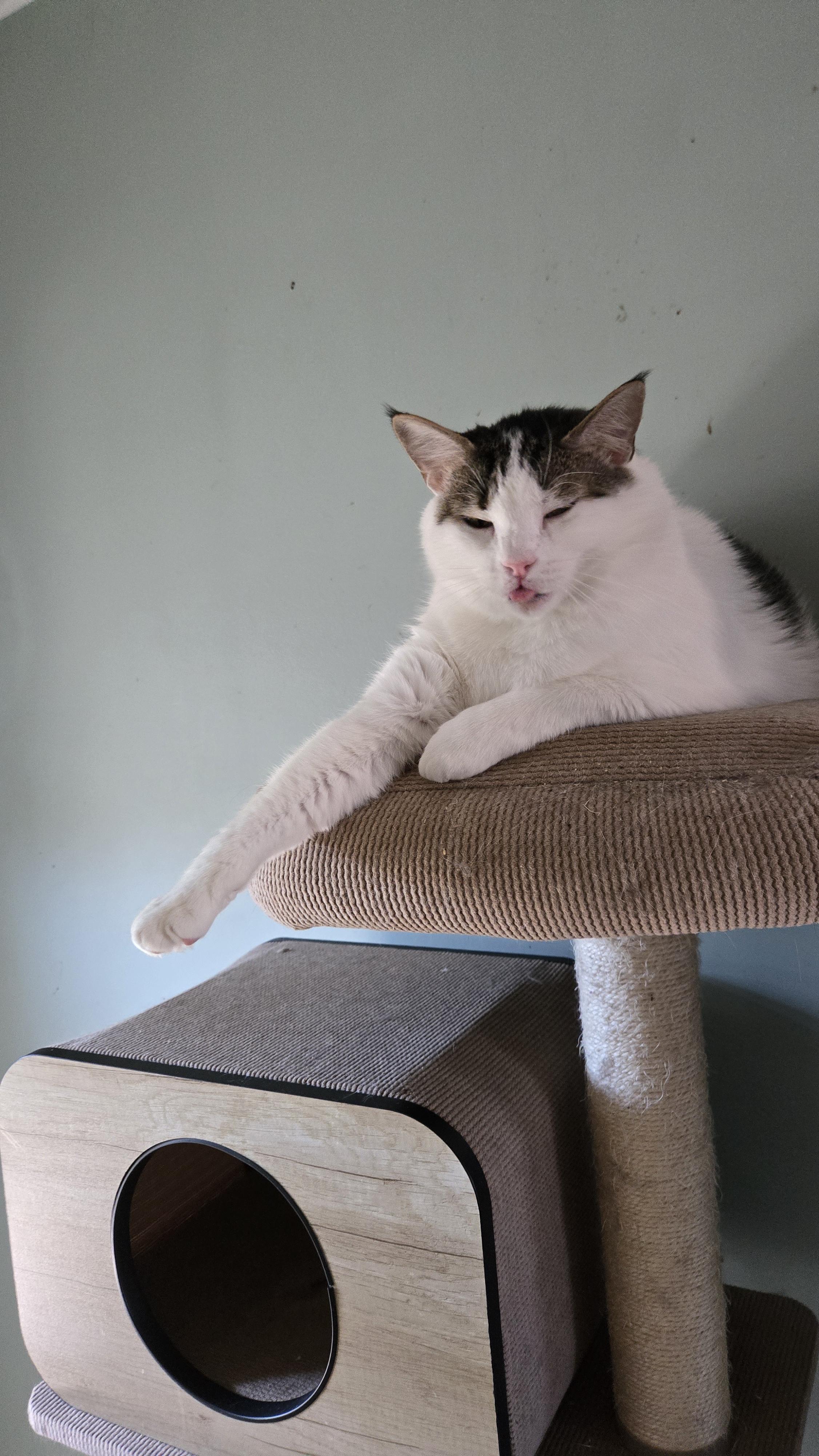 Floki & Ragnar, a Adoptable American Shorthair in lexington, SC image 1/4