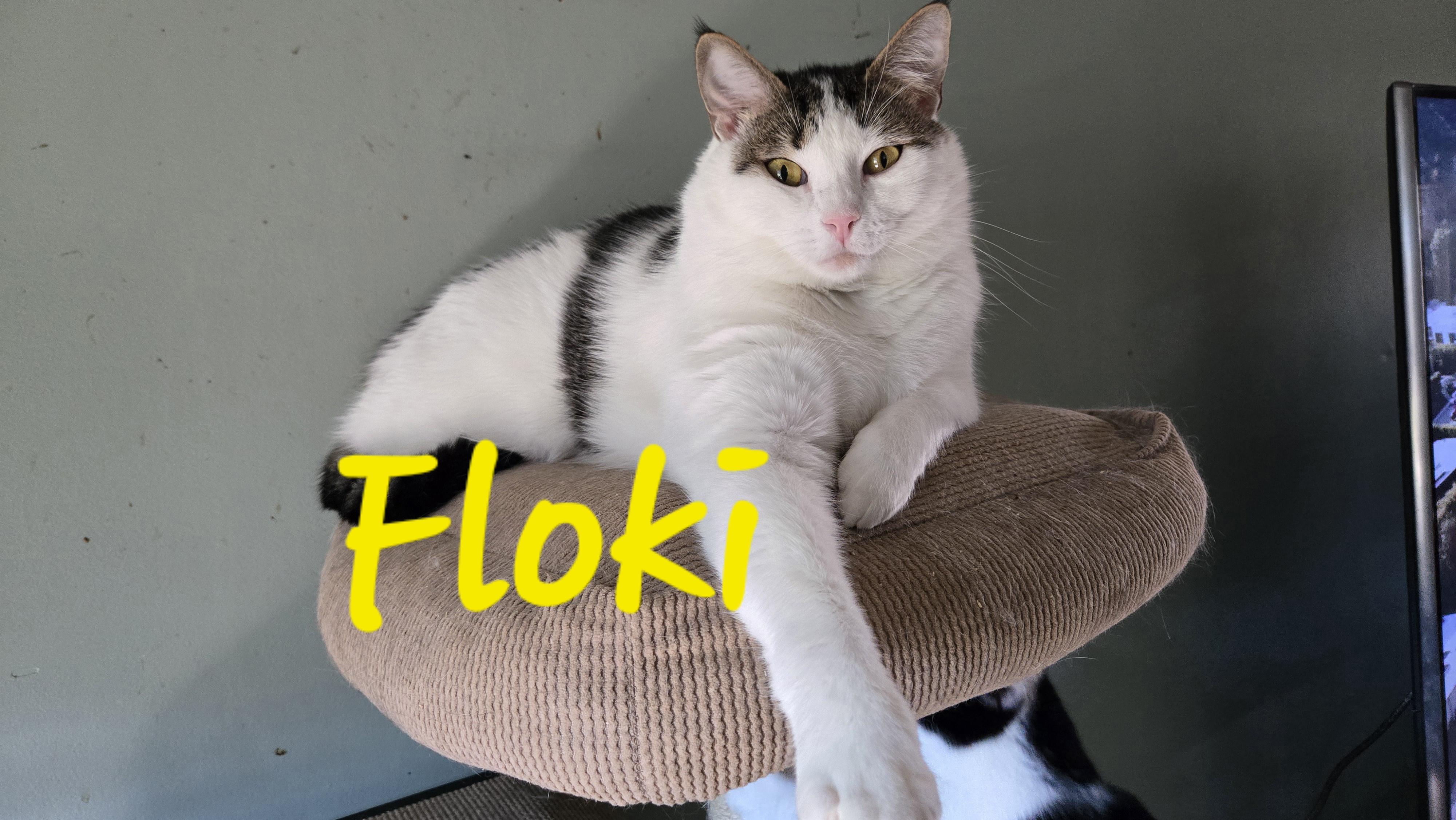 Floki & Ragnar, a Adoptable American Shorthair in lexington, SC image 2/4