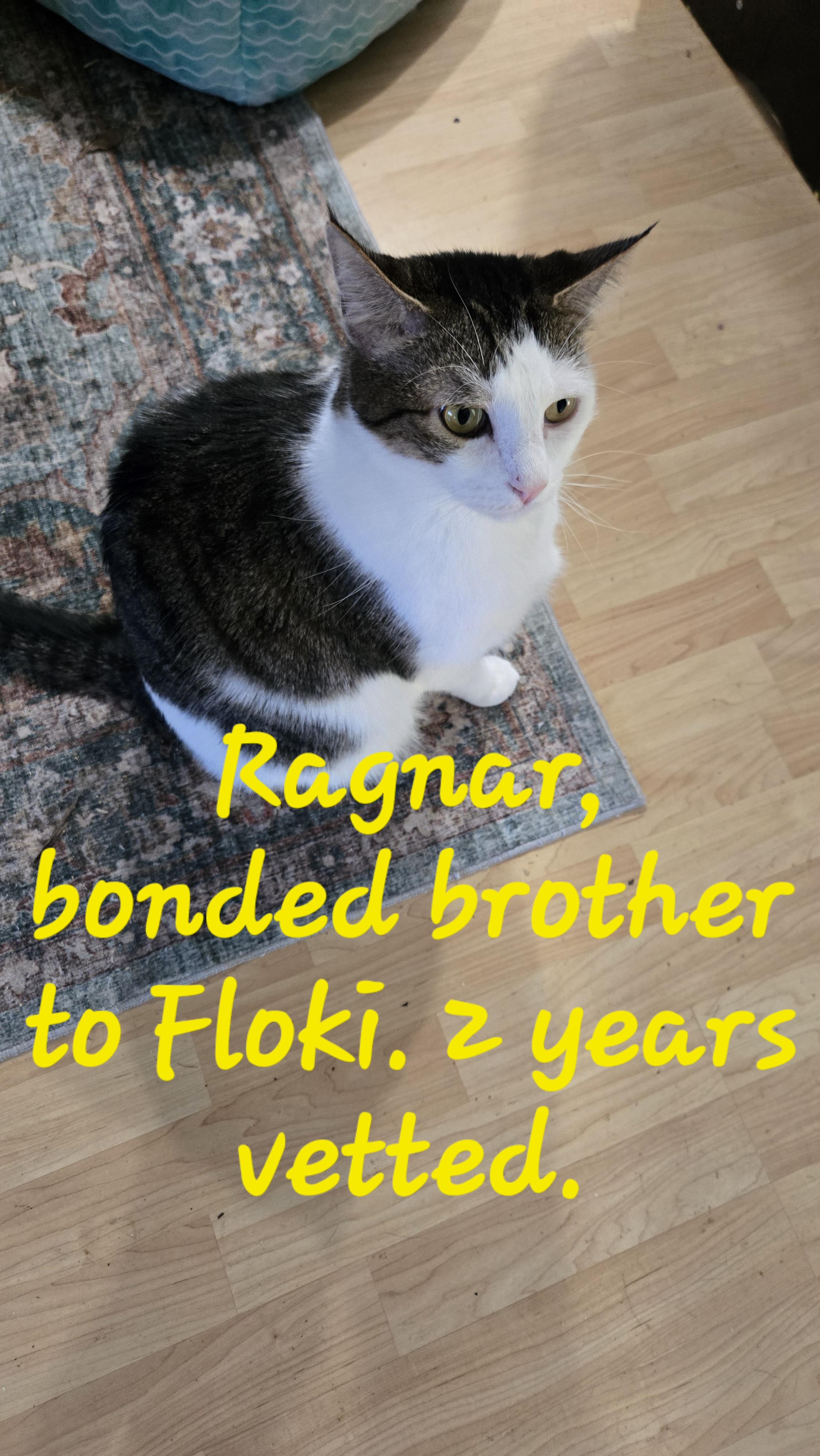 Floki & Ragnar thumbnail 2