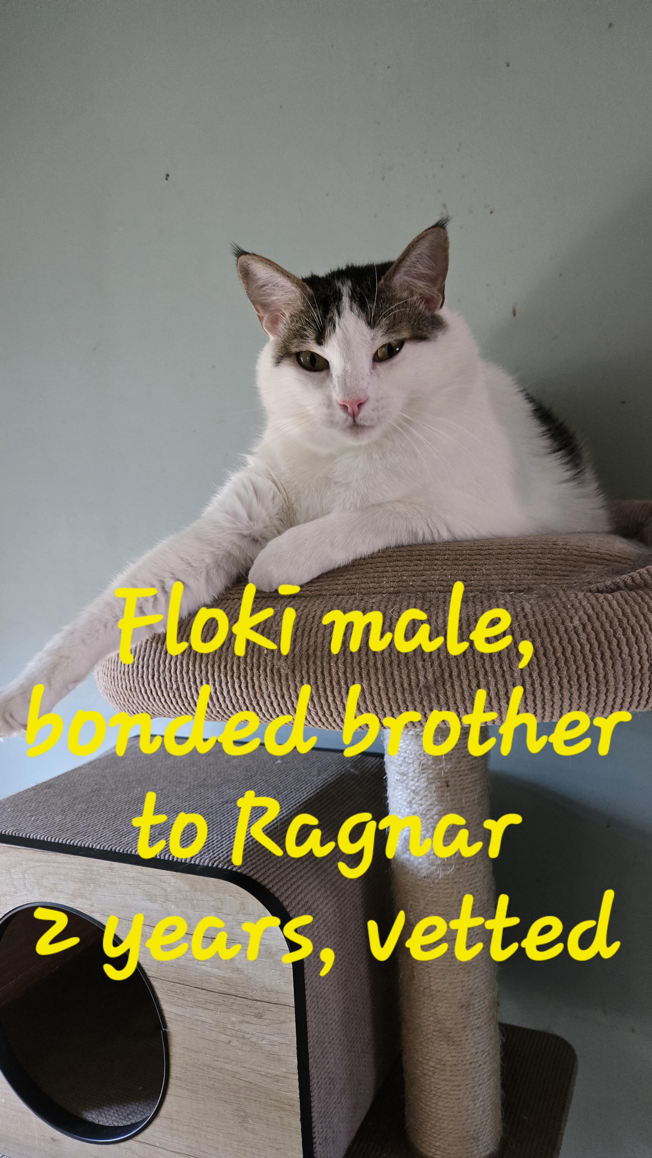 Floki & Ragnar, a Adoptable American Shorthair in lexington, SC image 4/4