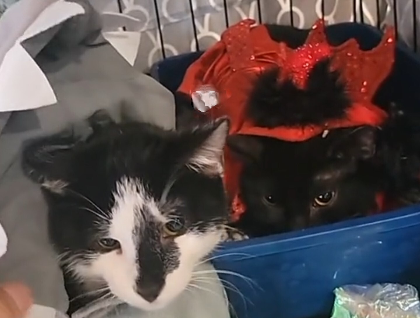 Enlarge Aioli and Bijoul, a Adoptable Domestic Short Hair in West New York, NJ image 1/6