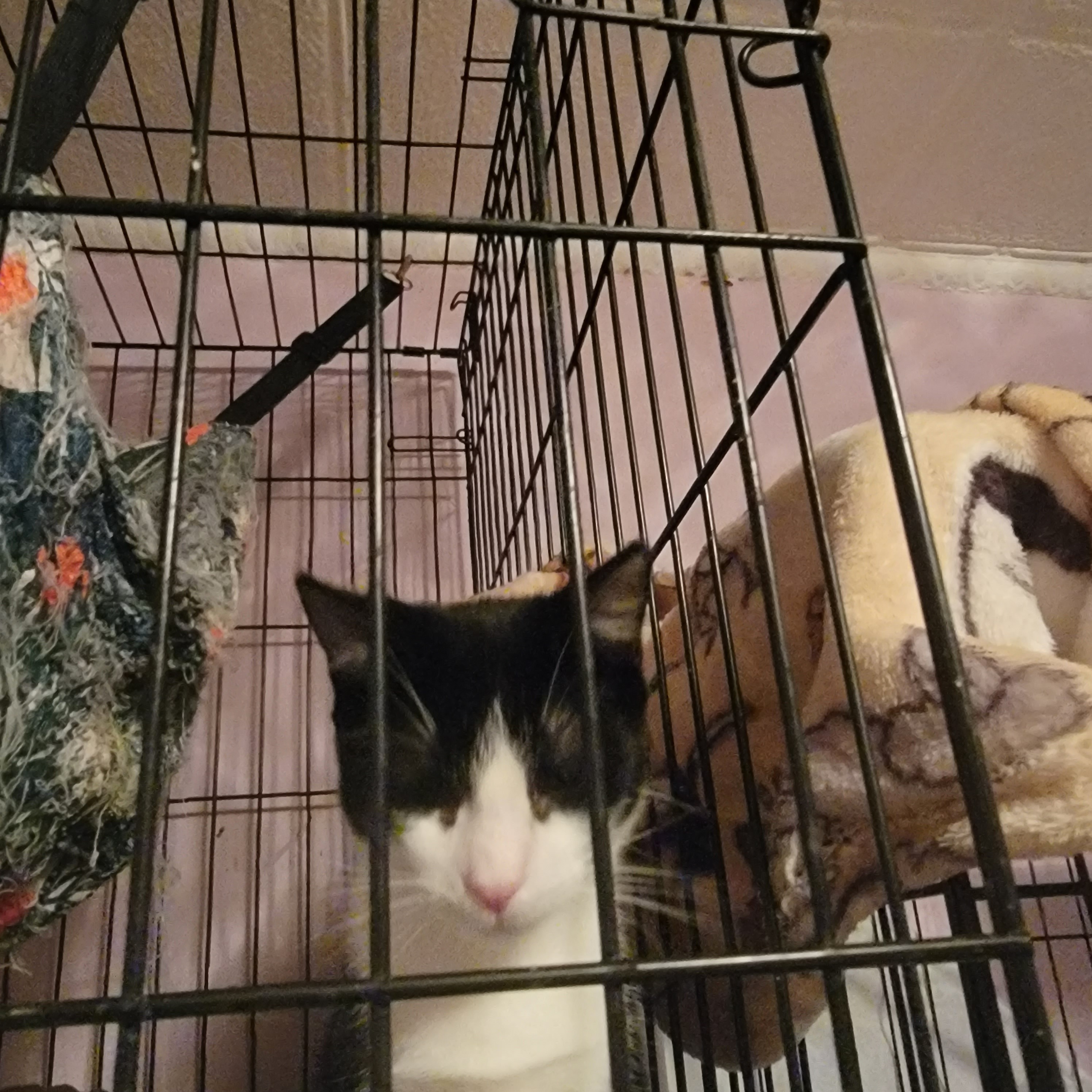 Enlarge Aioli and Bijoul, a Adoptable Domestic Short Hair in West New York, NJ image 2/6