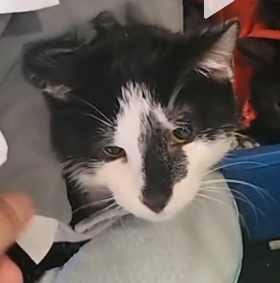 Enlarge Aioli and Bijoul, a Adoptable Domestic Short Hair in West New York, NJ image 3/6