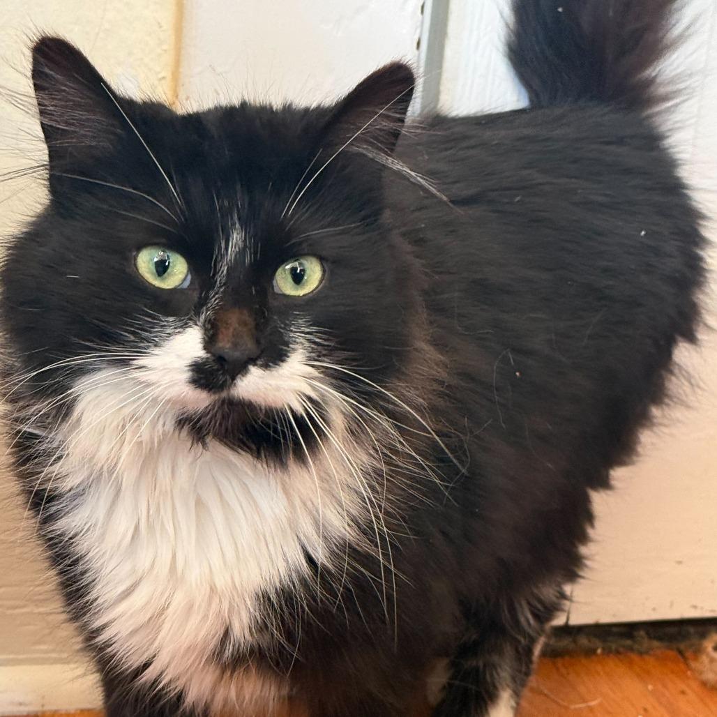 Elva, Adoptable, Kitten Female Domestic Long Hair.