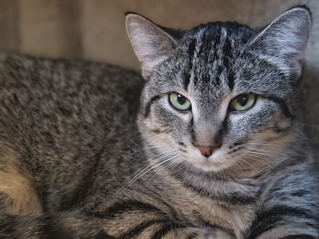 Chevy, a Adoptable mixed breed in Swartz Creek, MI image 3/6