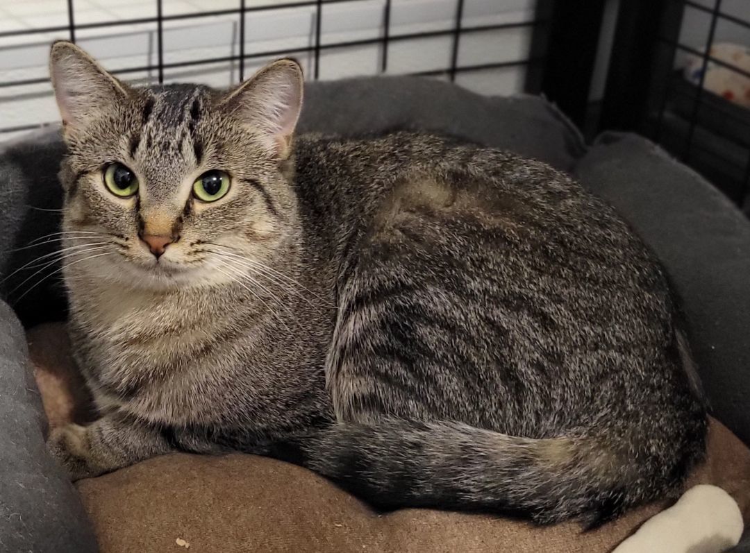 Chevy, a Adoptable mixed breed in Swartz Creek, MI image 6/6