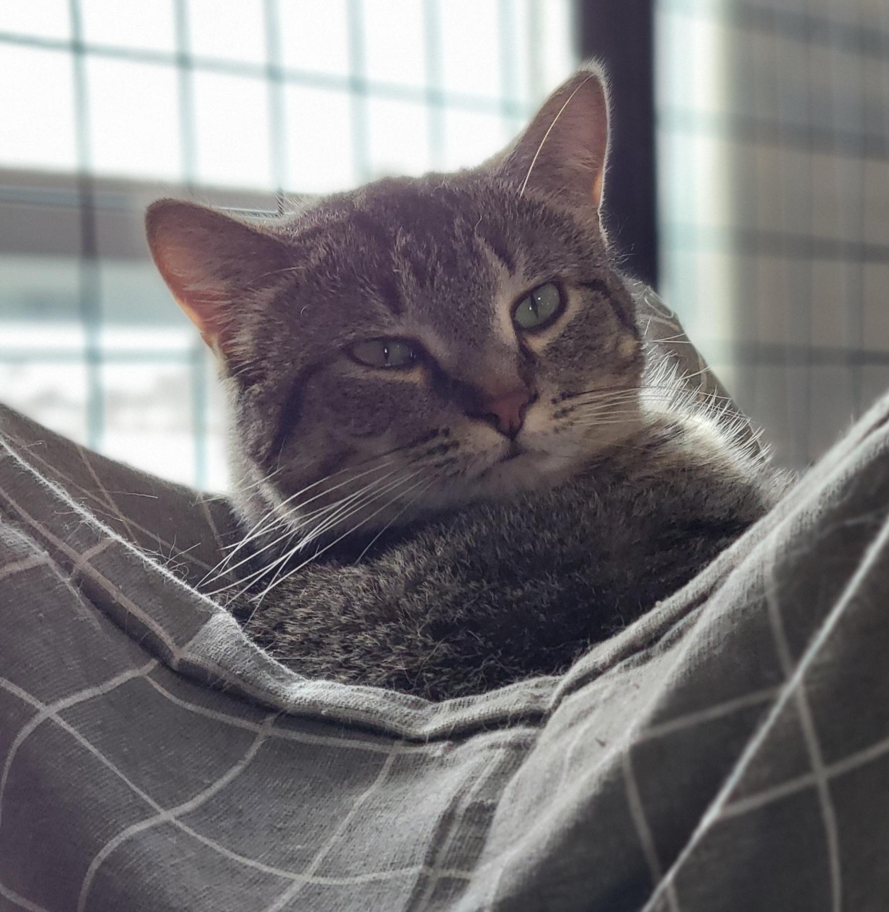 Chevy, a Adoptable mixed breed in Swartz Creek, MI image 2/6