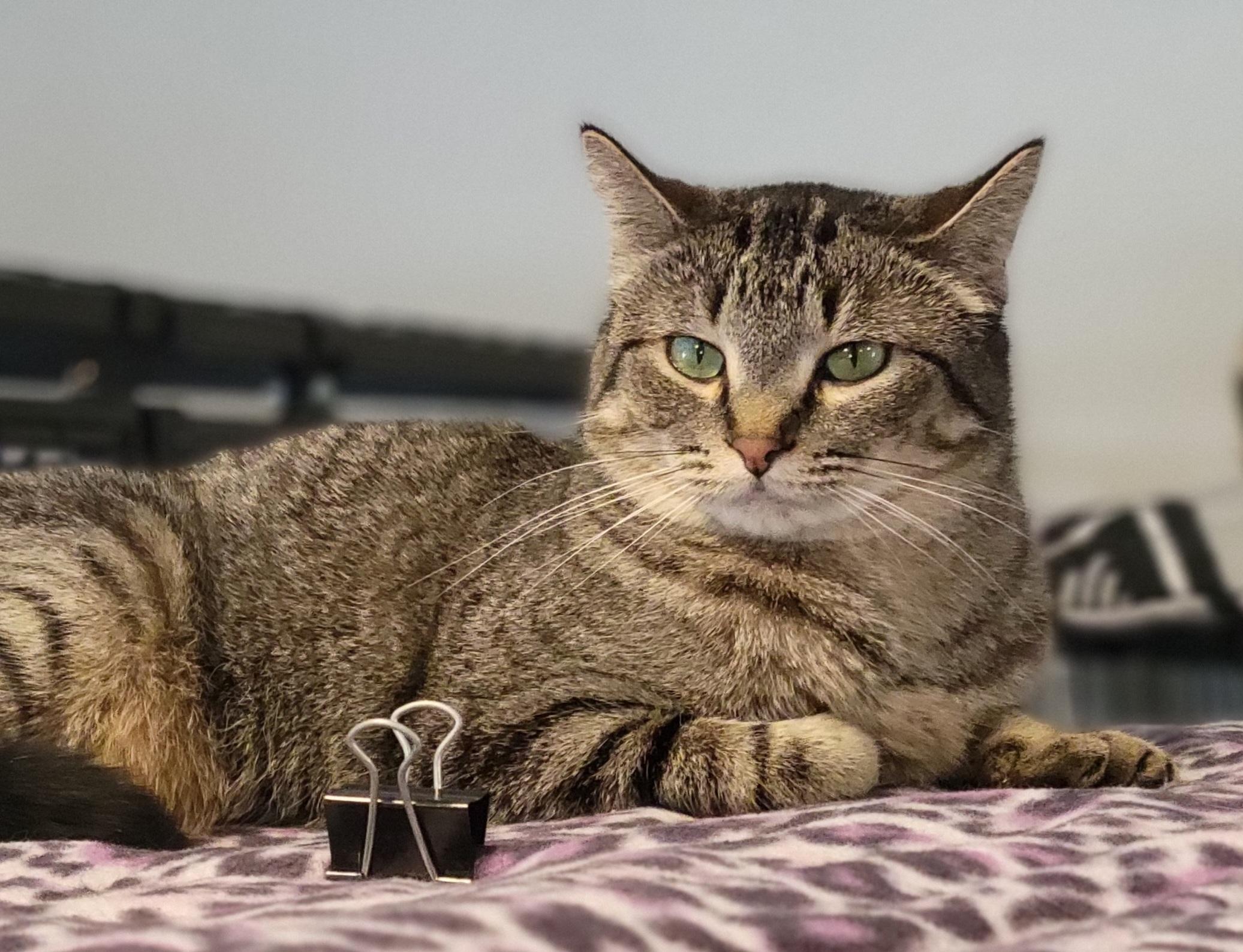 Chevy, a Adoptable mixed breed in Swartz Creek, MI image 1/6