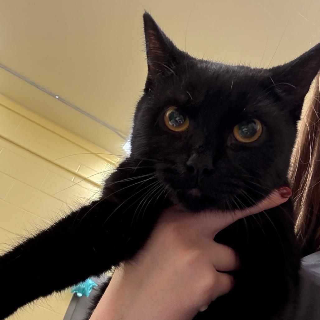 Enlarge Grapevine, a Adoptable Domestic Short Hair in Dover, NH image 2/3