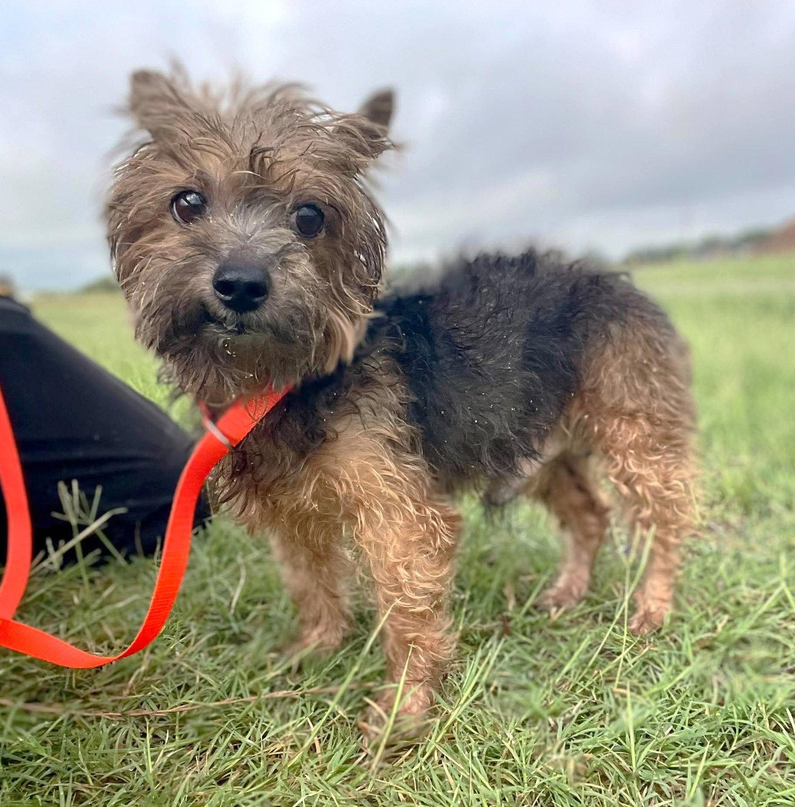 San Marcos Coco TX, Adoptable, Senior Male Yorkshire Terrier.