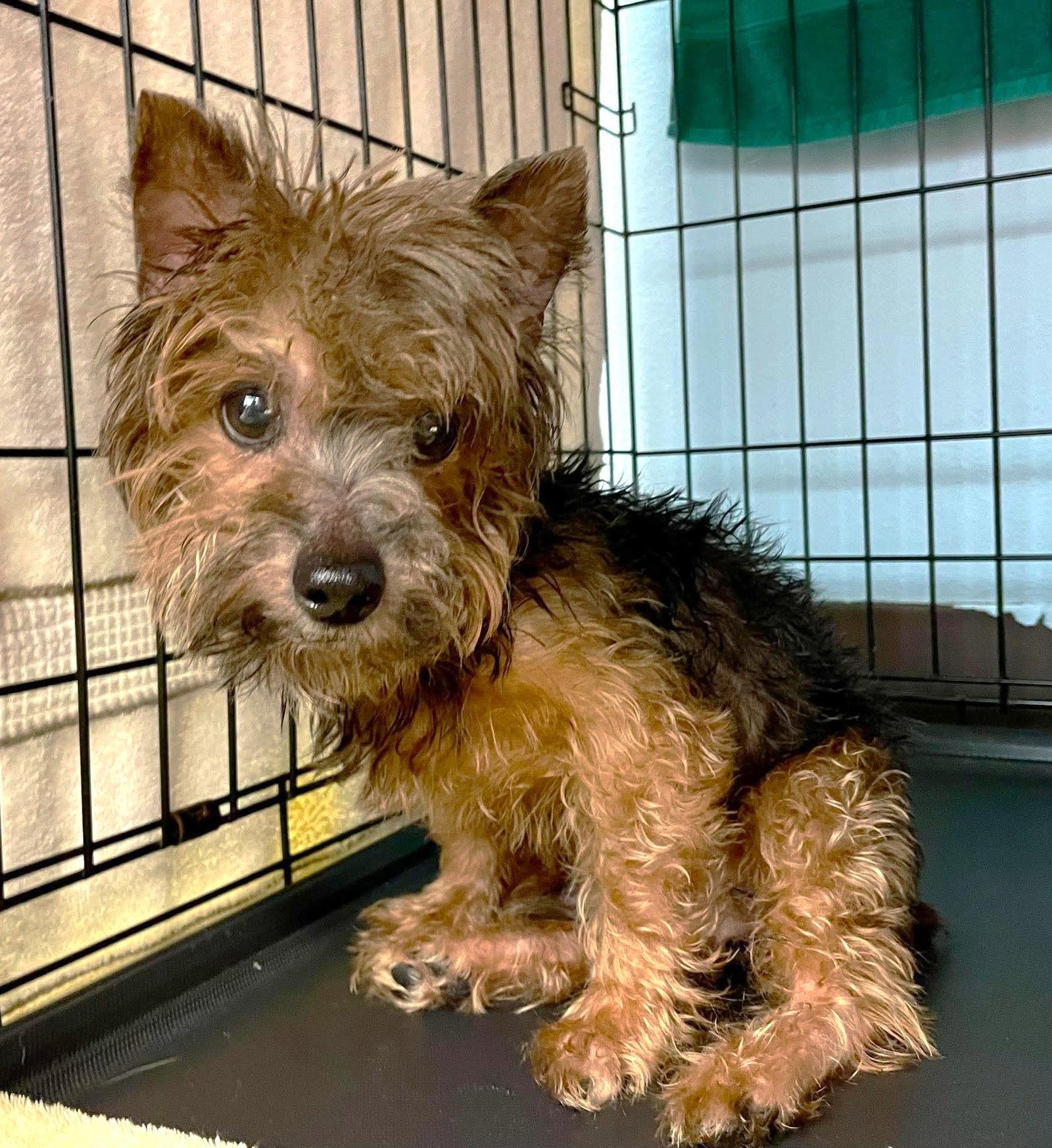 San Marcos Coco TX, a Adoptable Yorkshire Terrier in Boonton, NJ image 2/2