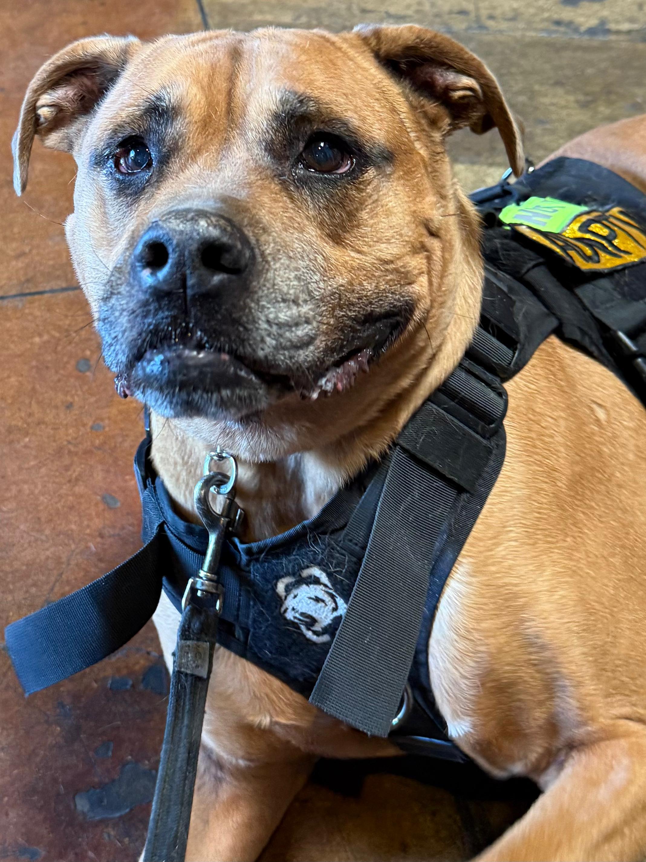 Cjay, a ADOPTABLE Pit Bull Terrier in San Diego, CA image 3/5