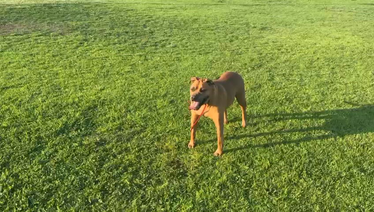 Enlarge Cjay, a ADOPTABLE Pit Bull Terrier in San Diego, CA video 4/5