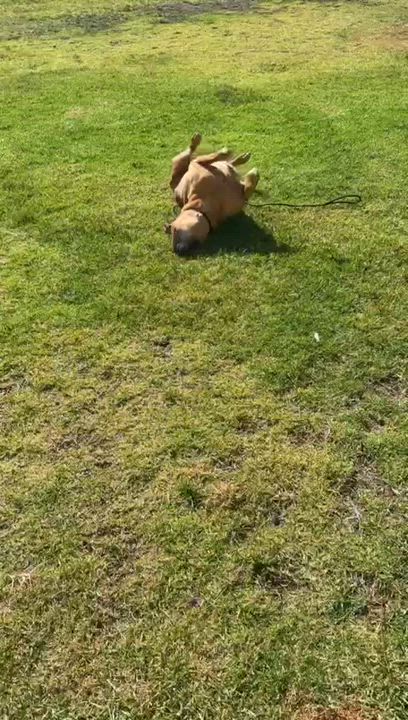 Enlarge Cjay, a ADOPTABLE Pit Bull Terrier in San Diego, CA video 5/5