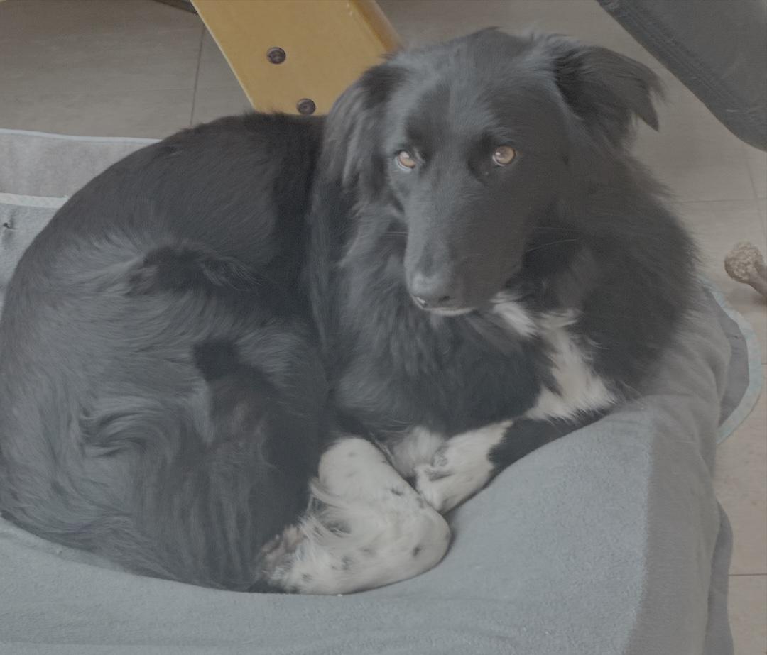 Enlarge NIght, an adopted Border Collie in Goleta, CA image 1/2