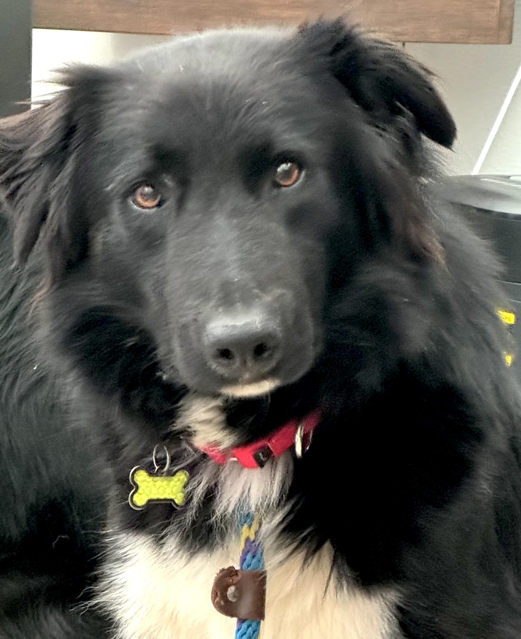 Enlarge NIght, an adopted Border Collie in Goleta, CA image 2/2