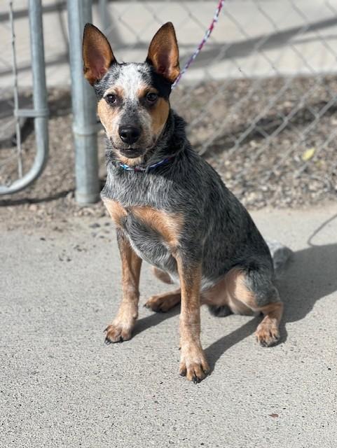 Enlarge Sam/61852425, a Adoptable Australian Cattle Dog / Blue Heeler in Elko, NV image 2/2