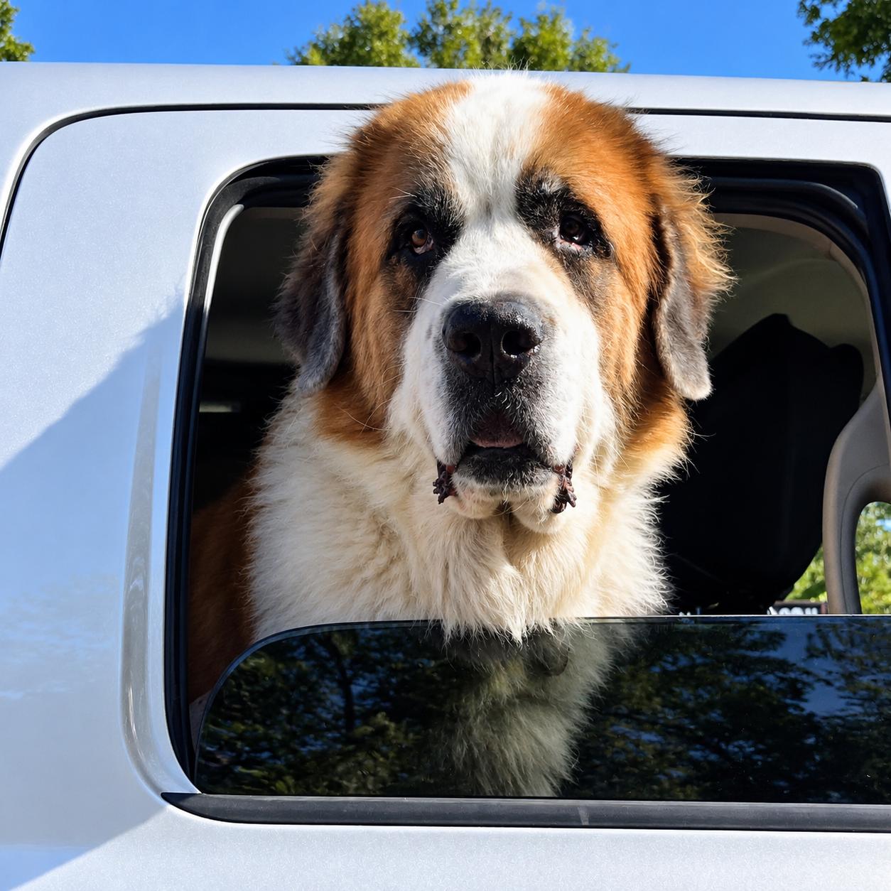Diesel, Adoptable, Senior Male Saint Bernard & Great Pyrenees.