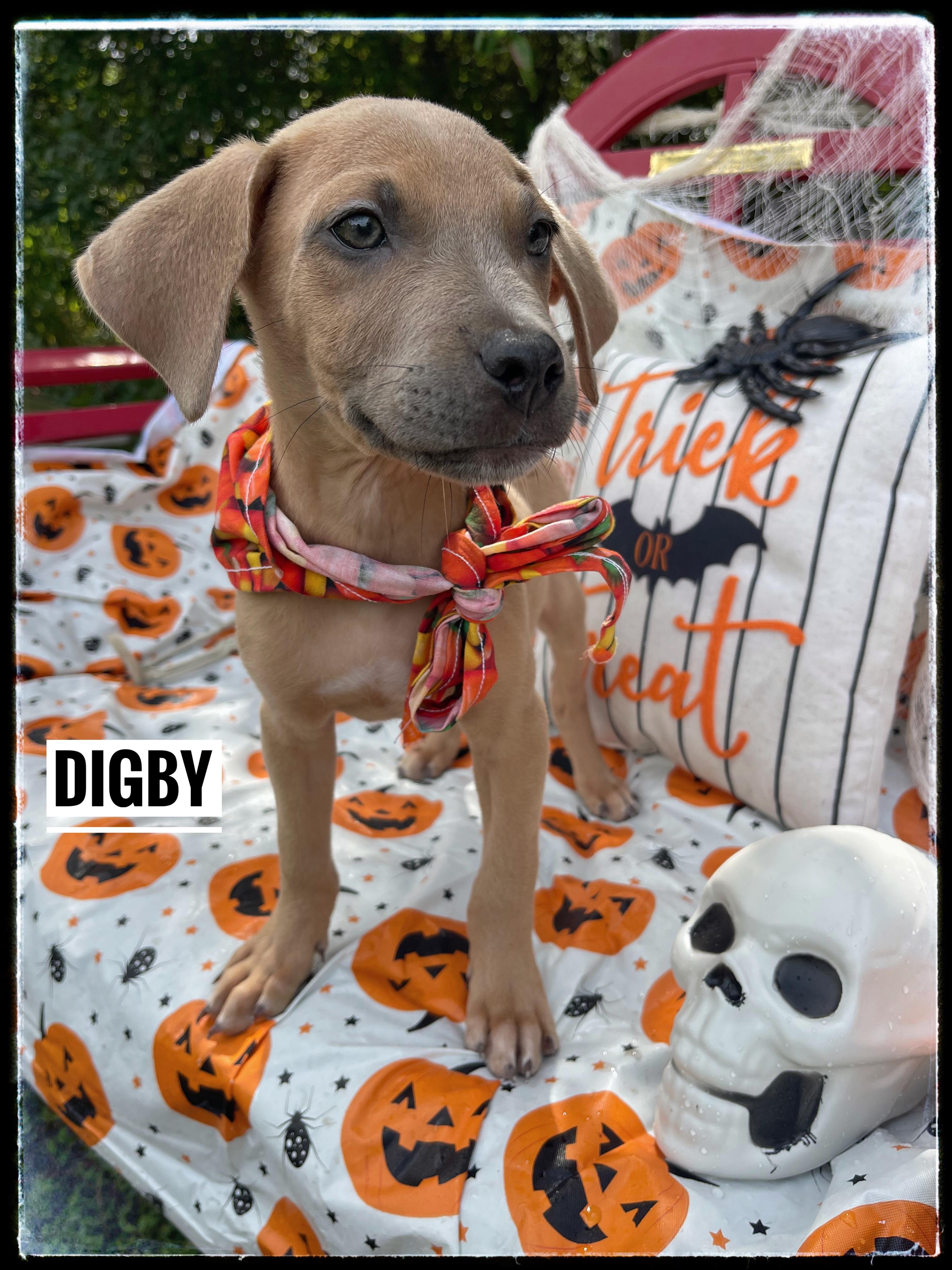 Digby