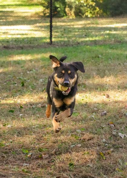 Enlarge Barkley 60513, a Adoptable mixed breed in Aiken, SC image 3/6