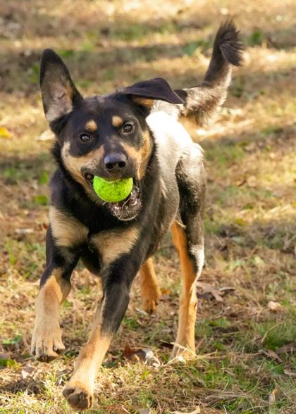 Enlarge Barkley 60513, a Adoptable mixed breed in Aiken, SC image 4/6