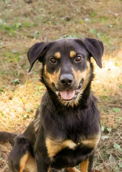 Enlarge Barkley 60513, a Adoptable mixed breed in Aiken, SC image 6/6