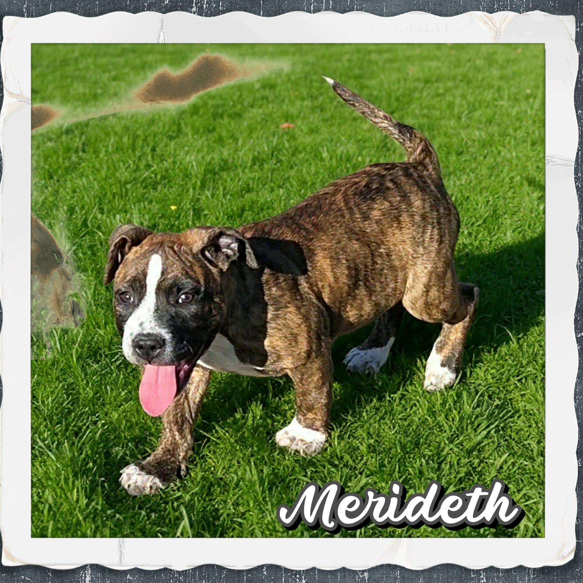 Enlarge Merideth, an adopted mixed breed in Grove, OK image 2/4