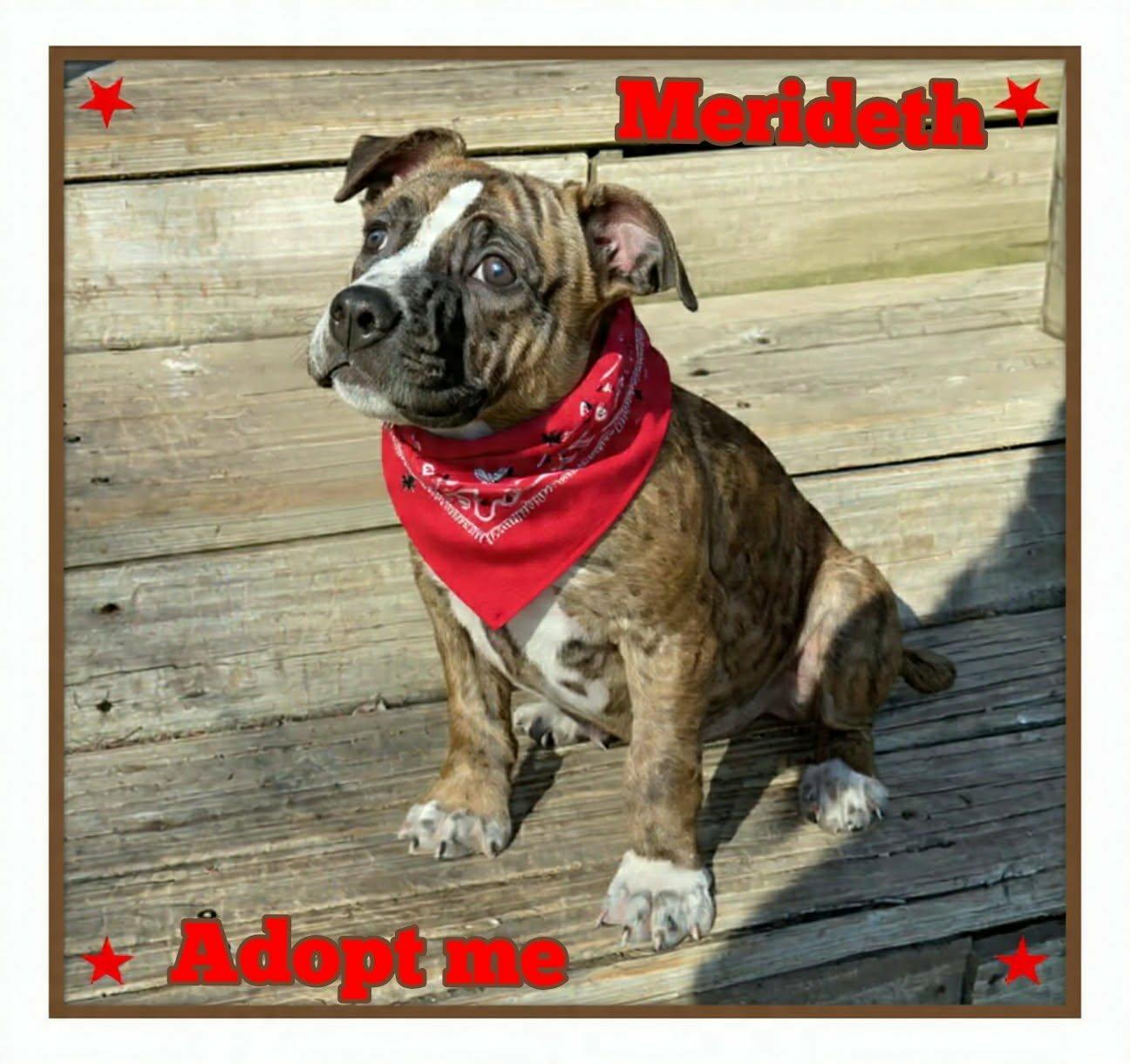 Enlarge Merideth, an adopted mixed breed in Grove, OK image 1/4