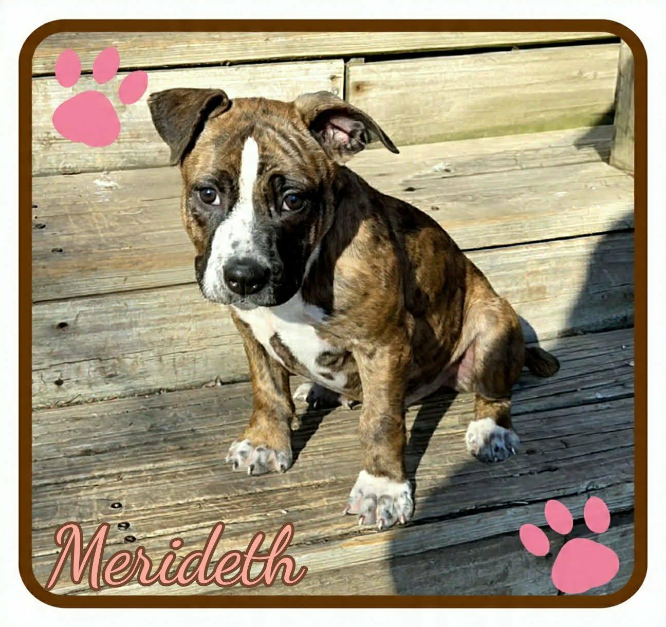 Enlarge Merideth, an adopted mixed breed in Grove, OK image 3/4