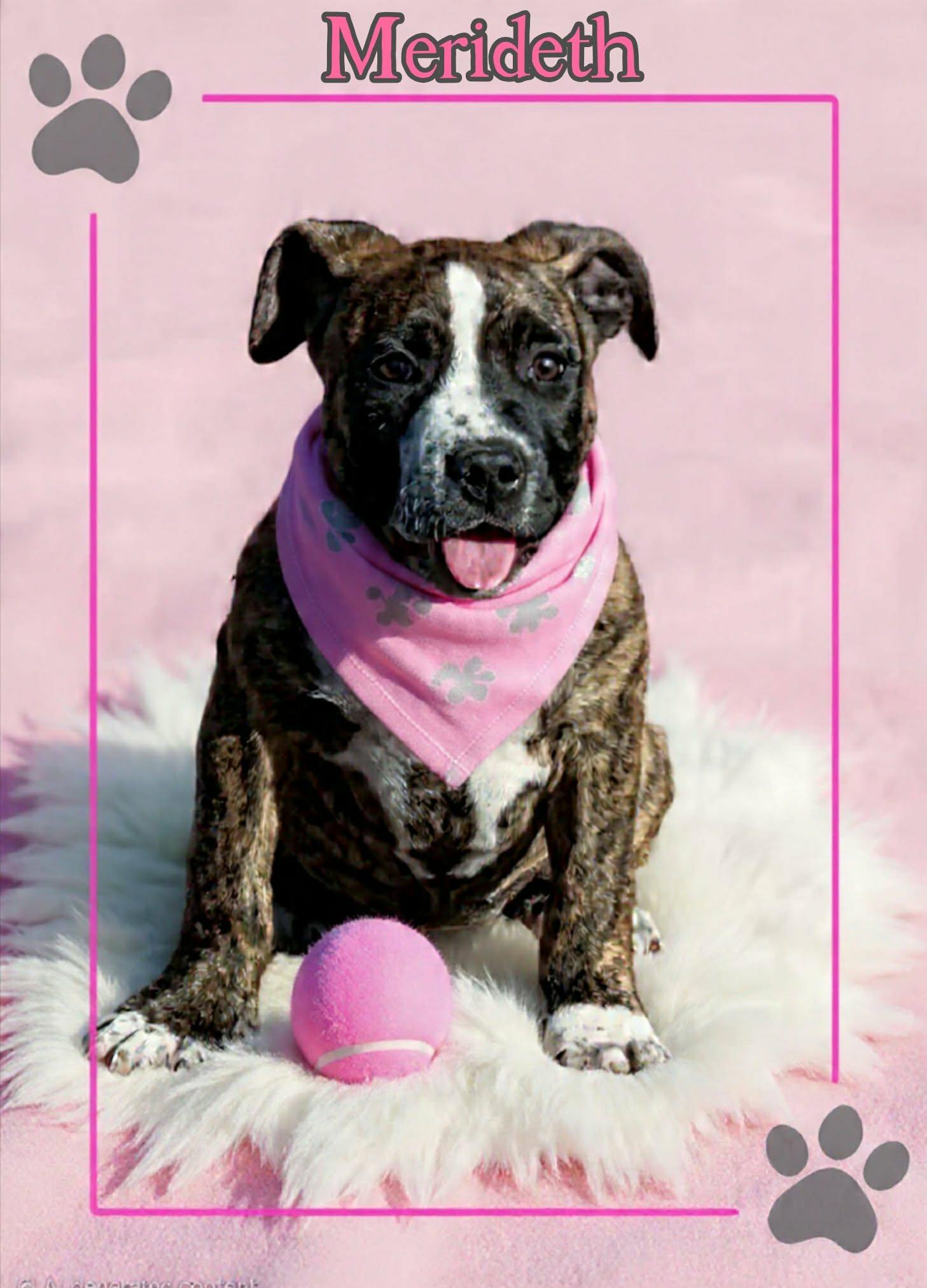 Enlarge Merideth, an adopted mixed breed in Grove, OK image 4/4