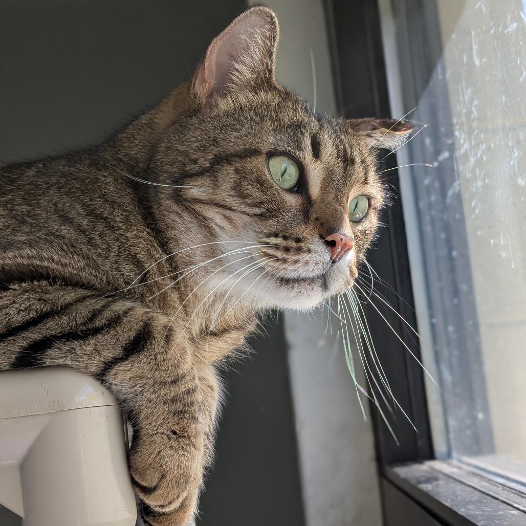 Enlarge Zucchini, a Adoptable Domestic Short Hair in Brookfield, WI image 1/6