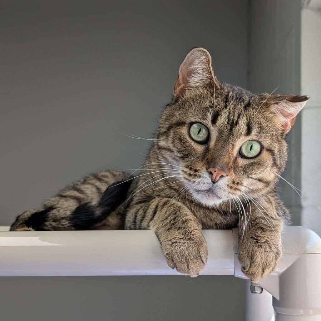 Enlarge Zucchini, a Adoptable Domestic Short Hair in Brookfield, WI image 2/6