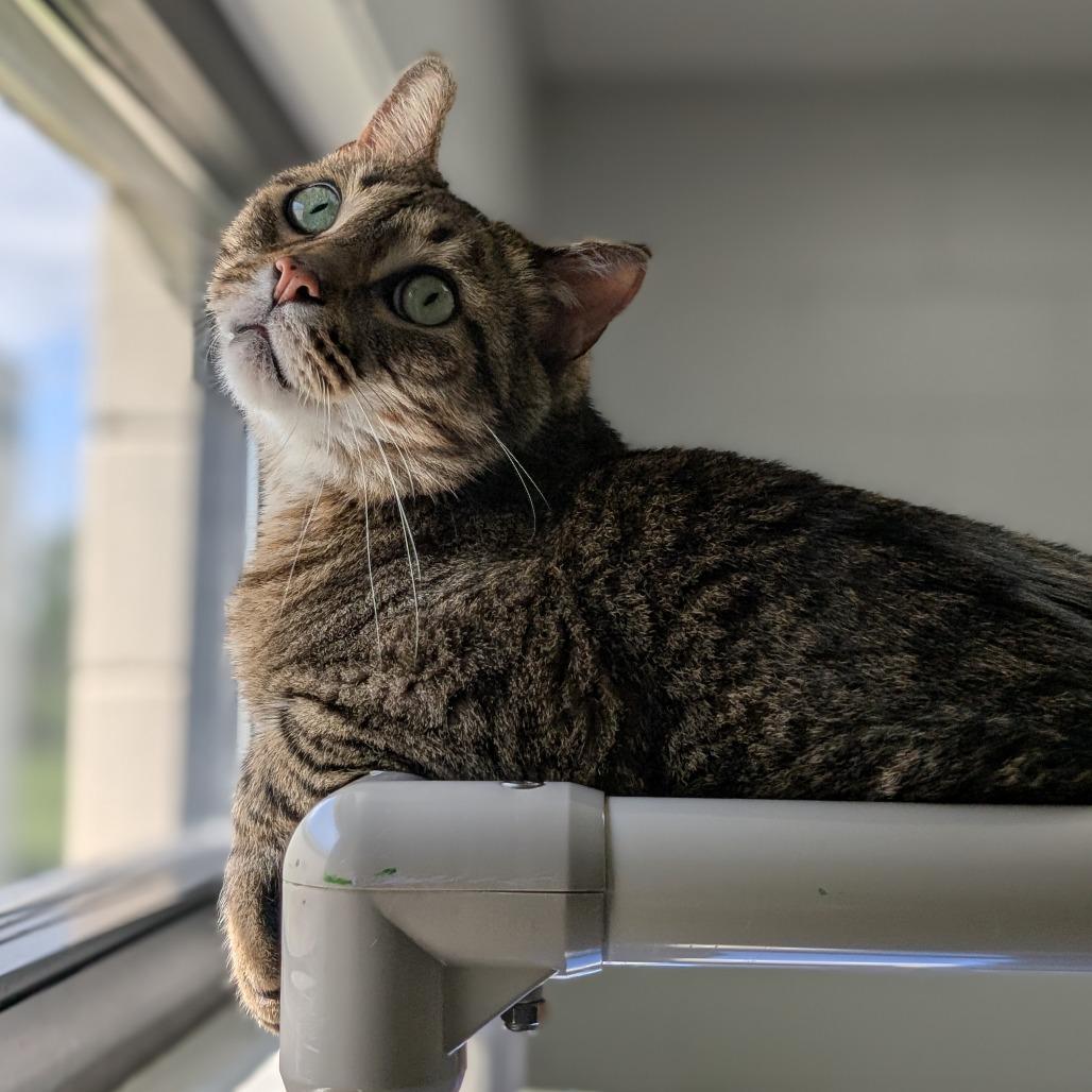 Enlarge Zucchini, a Adoptable Domestic Short Hair in Brookfield, WI image 3/6