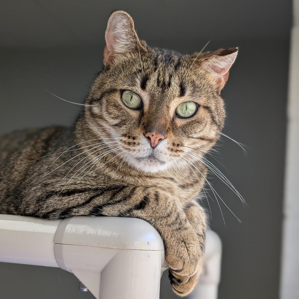 Enlarge Zucchini, a Adoptable Domestic Short Hair in Brookfield, WI image 4/6