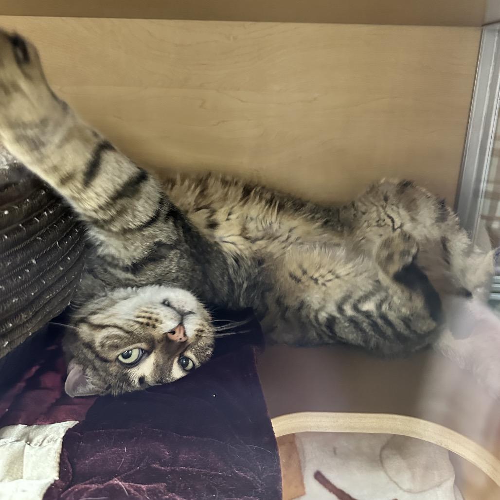 Enlarge Zucchini, a Adoptable Domestic Short Hair in Brookfield, WI image 5/6